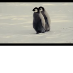 BIG PENGUINS