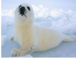 seal_fan_club