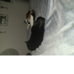 My cats be like
