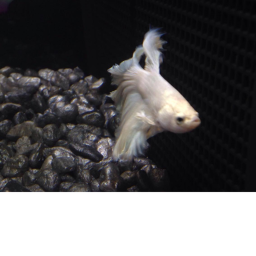 the big jump
