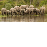 Elephant, Friends & Family