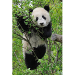 Panda Squad boys