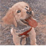 Little dogs!!
