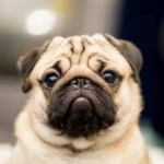 ThePugsYT Fan Group