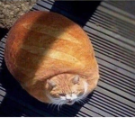 The cat bread army