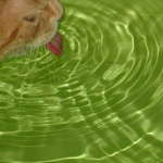 Alien Kittens