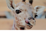 Kk's Giraffe Group