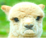 Grumpy Llama