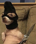 Pigwinki misia