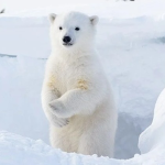 WhiteBear Shop