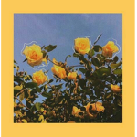 ~Darling Daisies~