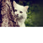 kittenmeowmeow