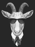 Grey Goat