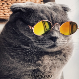 SHADOW BLUE CATS HANGOUT