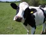 Moo Milk