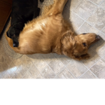Wolf loves and dog ######