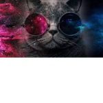 universal cats