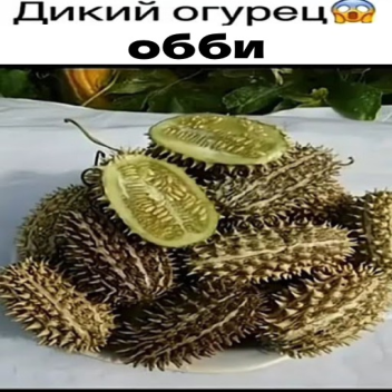 Дикий Oгурецц Обби!