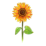 SunFlower girls or boys