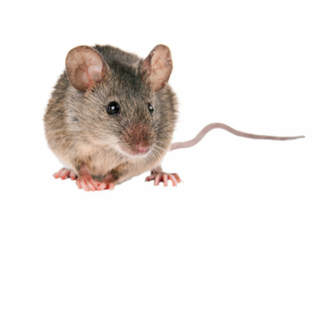 Cartagena battle (Remastered)