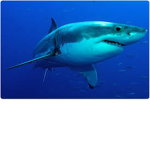 SharkBite!
