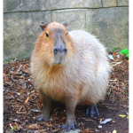 Capybara Hideaway
