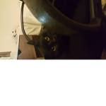 Cats are awesoe