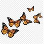 ~•Butterfly Family•~
