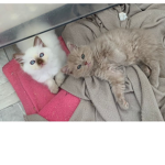 #Team eentje en Kat