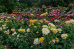 Rose Garden of Eden