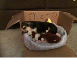The gizmo fan