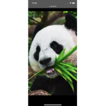 Cherish’s pandas