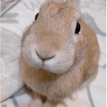 Untitled Slungus Game