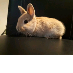 coco qeen