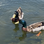 The Duck Developments