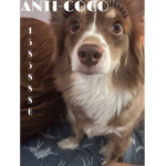 Coco _bear