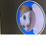 Popcat Roblox