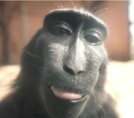 Monkeys and Gorilla BROS