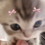 Dreamkitties Kittens