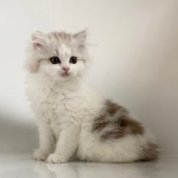 meow