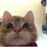 catzaresupacool