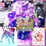 Pug army is the best army
