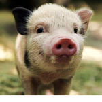 Offical Piggys!