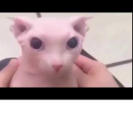 SlyCats