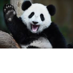 Team Panda!!!!