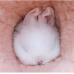 bunnies r the best!!!!!!!!!!!!!!!