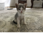 Coco the cute kitty