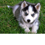 The Huskys!