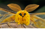 Moth’s Art Commissions