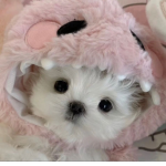 ~ Pup’s closet ~